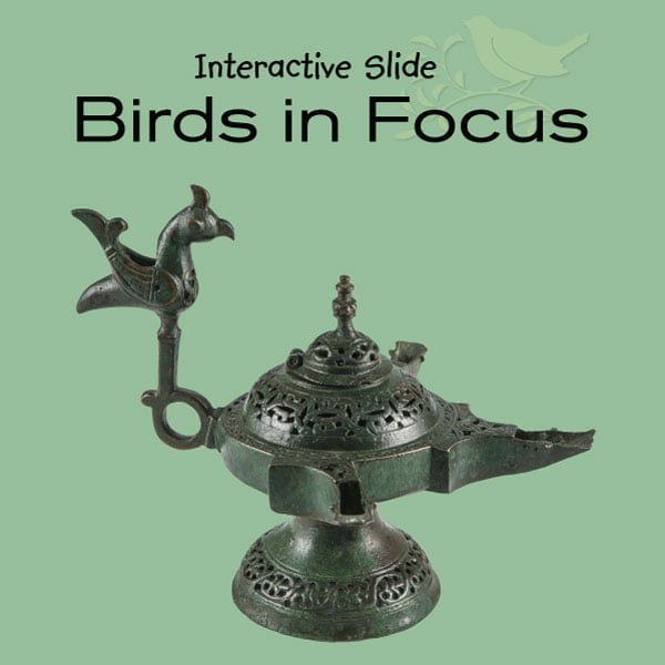 Education IAMM - Bird in Focus